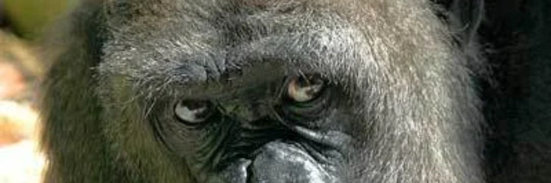 itsajis's profile banner image
