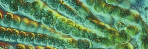 frielopastry's profile banner image