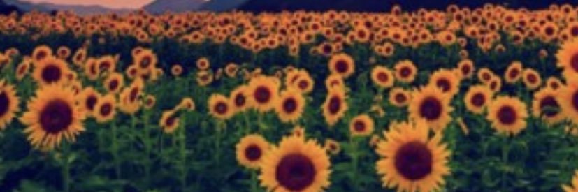 _melissawhalen's profile banner image