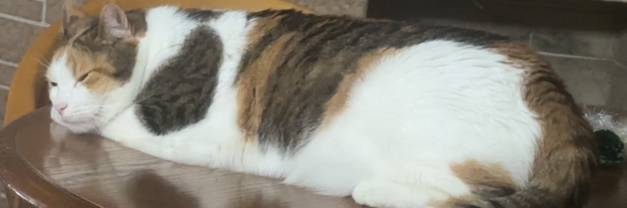 SFernaj's profile banner image