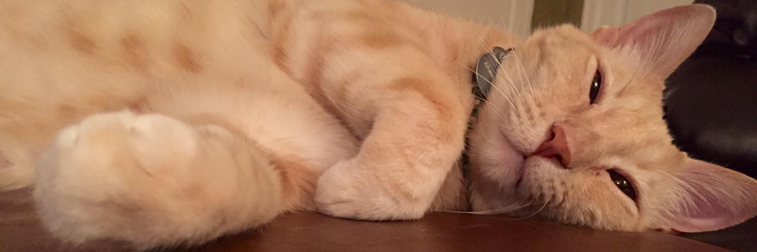 guinnessmckitty's profile banner image