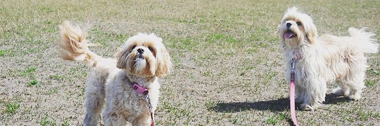 Grace_young_99's profile banner image