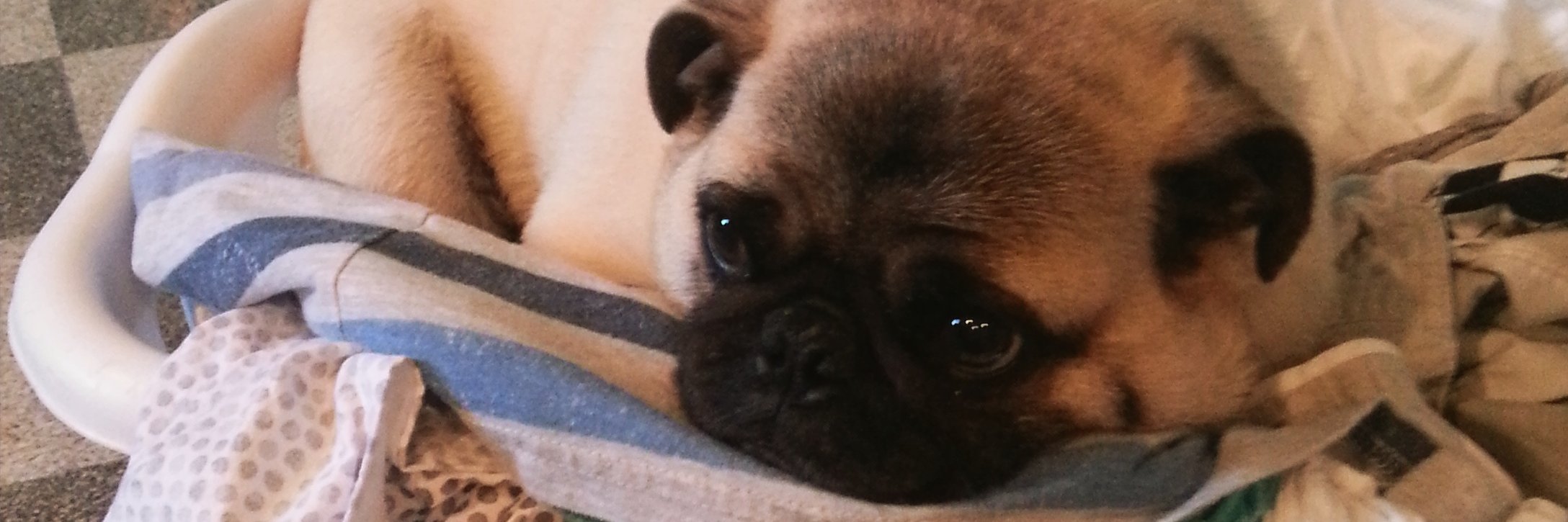 PugsQuest's profile banner image