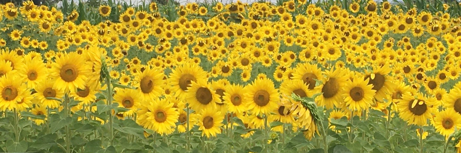 larpil4r's profile banner image