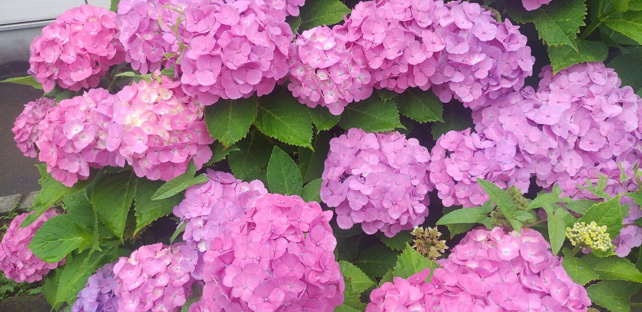 ウルップ草 banner