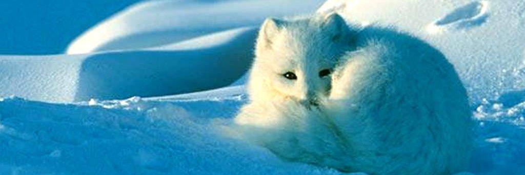 ALoyalSting's profile banner image