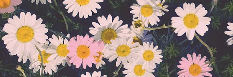 sianiza's profile banner image