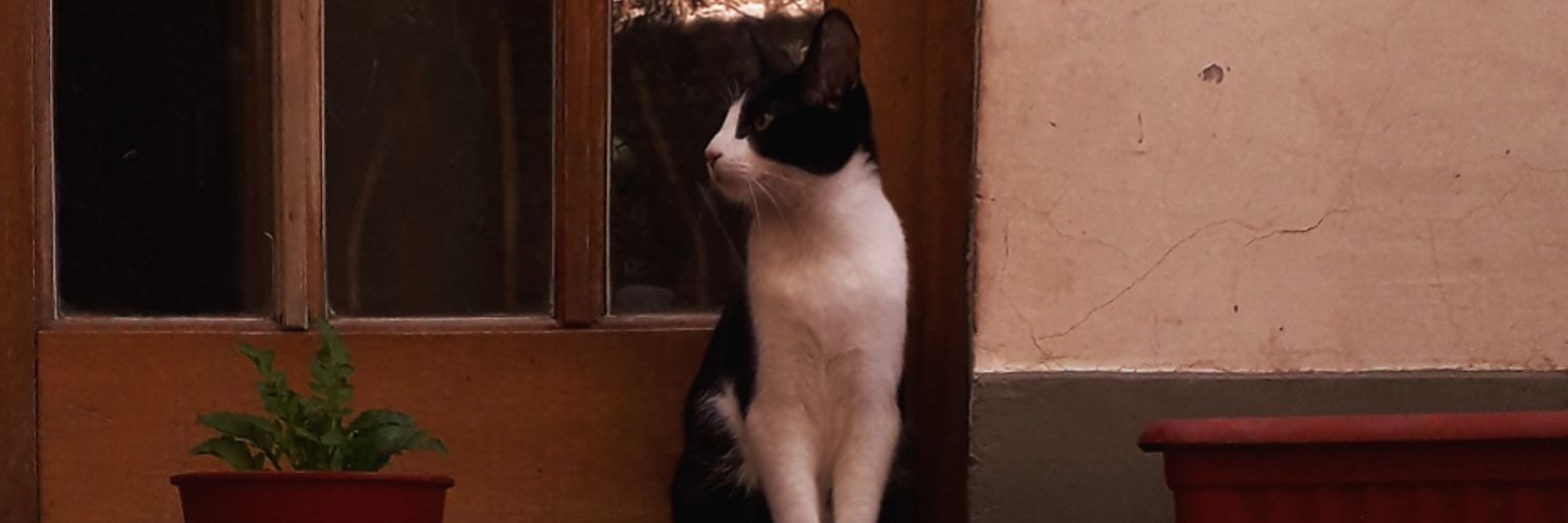 brulaaa's profile banner image