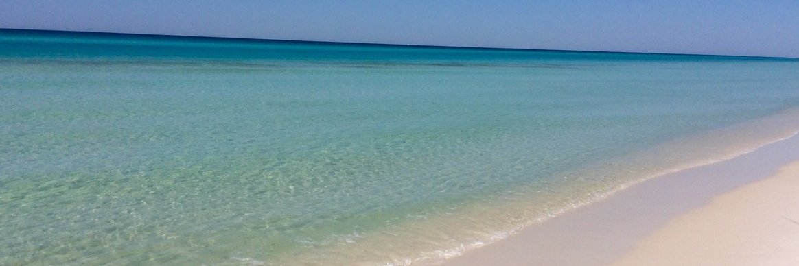 ✨ MarBear ✨ banner