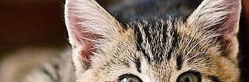 Inselstr's profile banner image