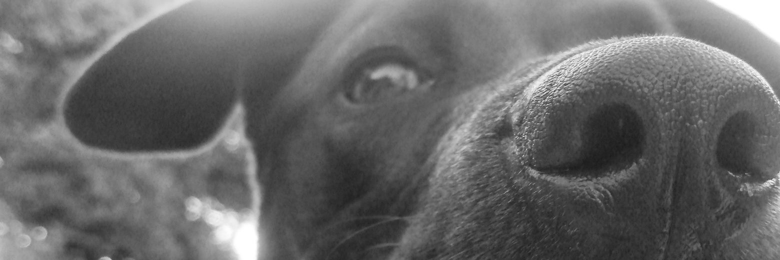 Sofía Bedini banner