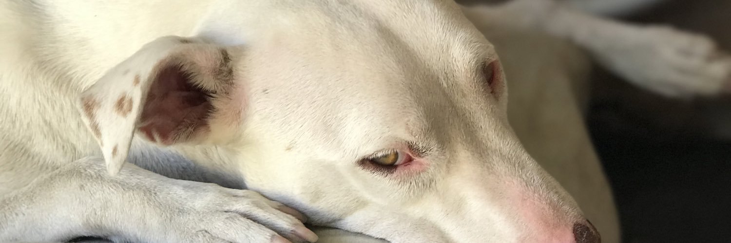 BeeluDiaz2's profile banner image