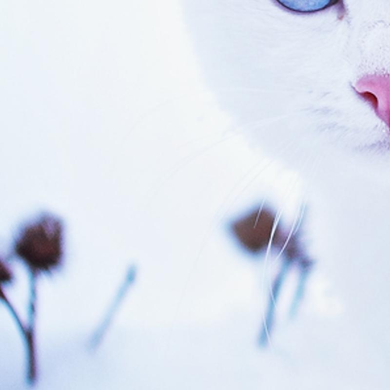 toveonicbor's profile banner image
