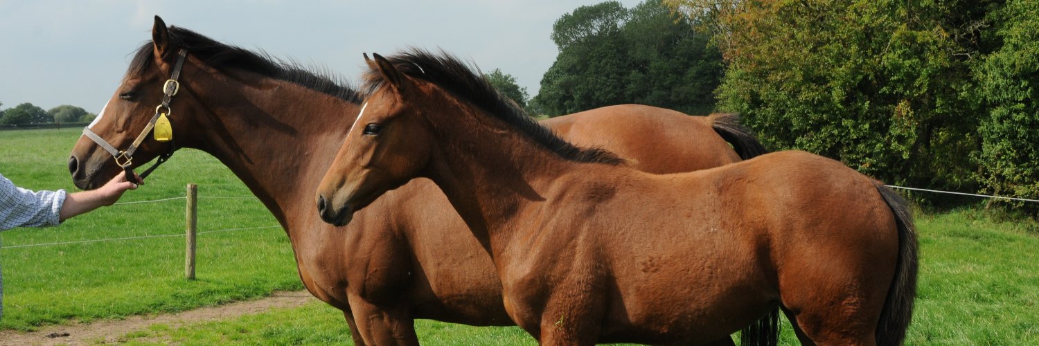MickleyStud's profile banner image