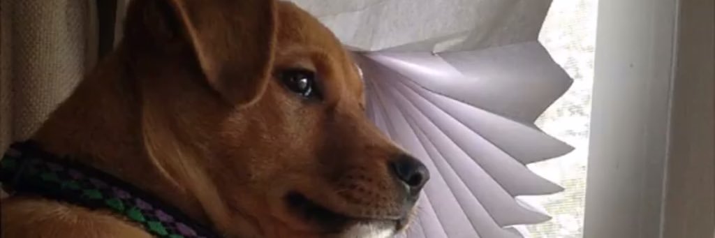 the_grubblin's profile banner image