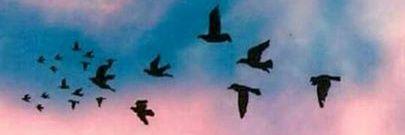 hepaaaash's profile banner image