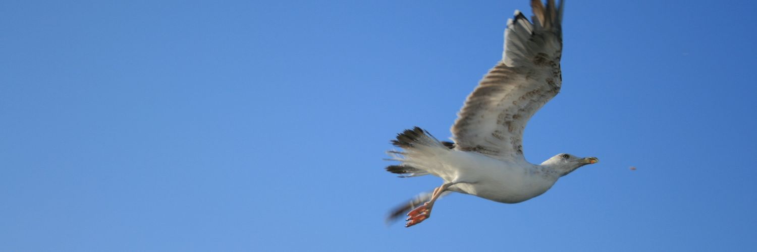 Hal__Can's profile banner image