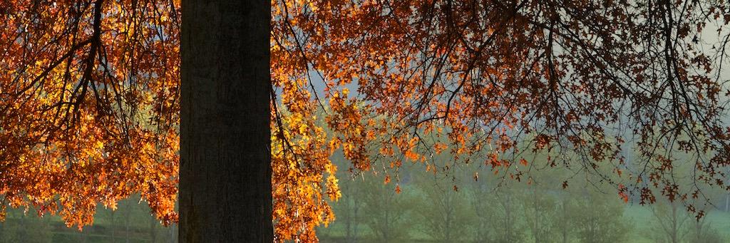 Robyn Lindner banner