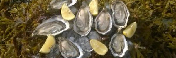 doonoysters Profile Banner