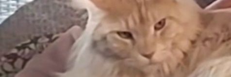 ērętīčā⛩'s banner