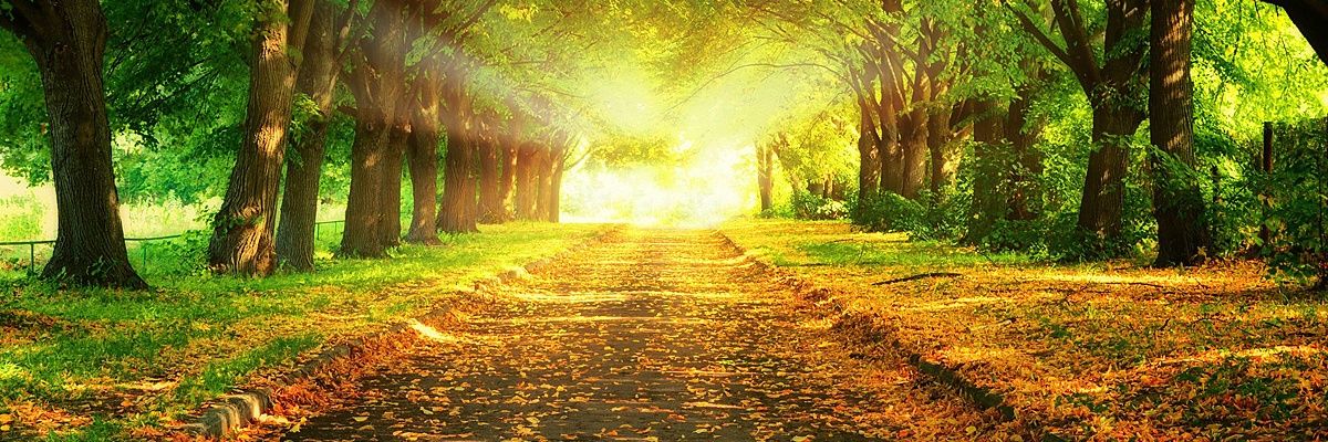 Paulinetimmons2's profile banner image