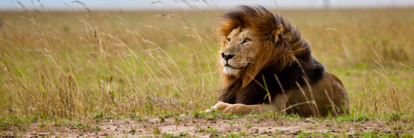 lionsrour's profile banner image