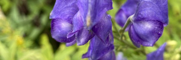mimarisu Profile Banner