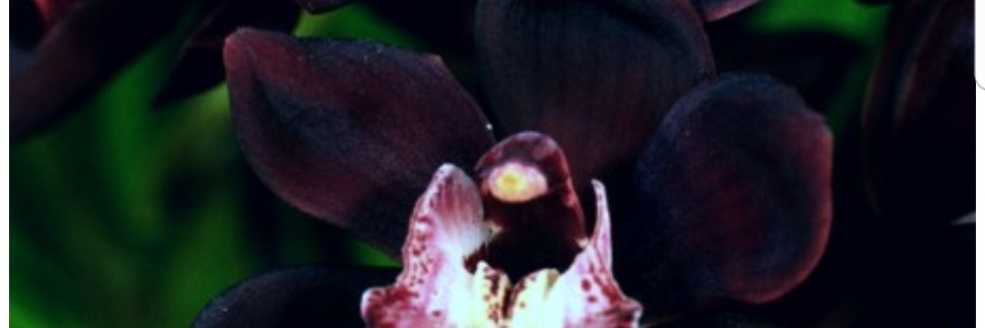 Regina_RRL's profile banner image