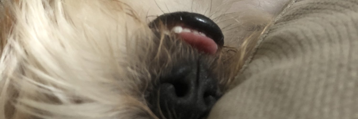 jojolimberger's profile banner image
