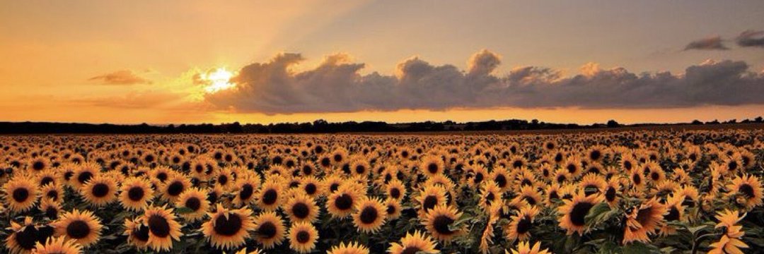 AzaleaFavour's profile banner image