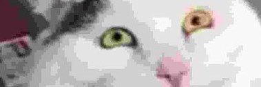 eduarda_bechara's profile banner image