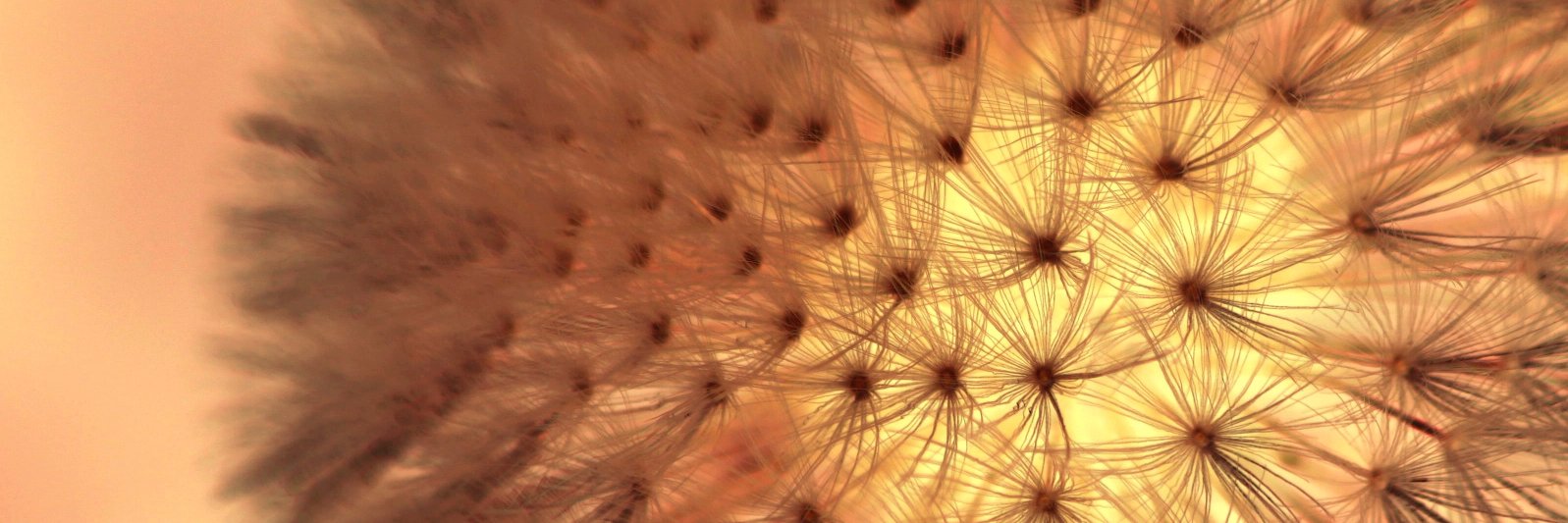 SmarterLiving_'s profile banner image
