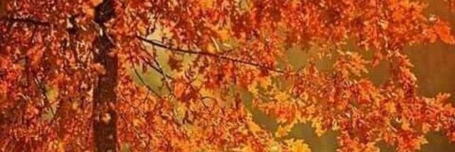 Carlymp31's profile banner image