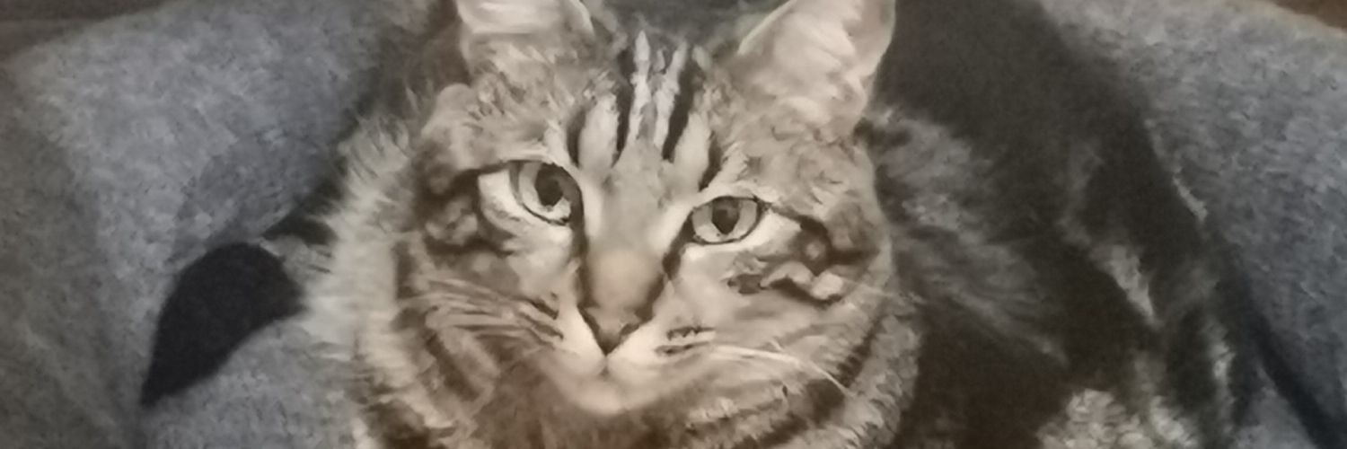 DoanSheyla's profile banner image