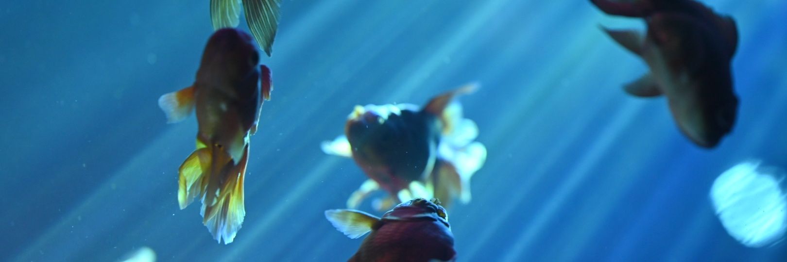 fabpiko's profile banner image