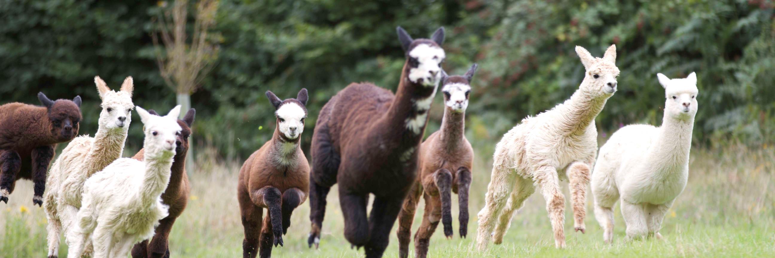 Alpacas4all's profile banner image