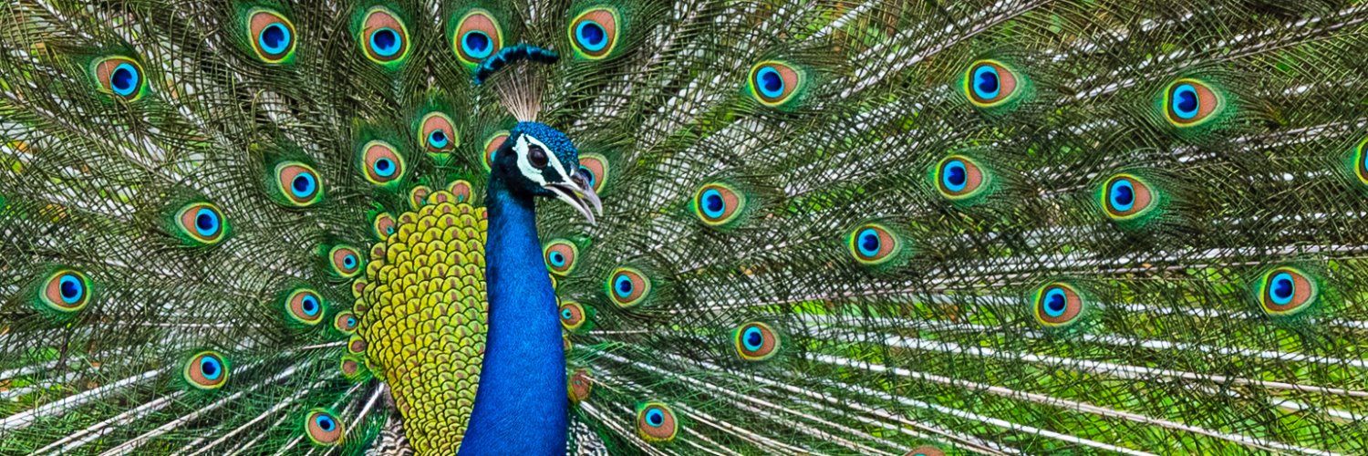 Navin Sigamany banner