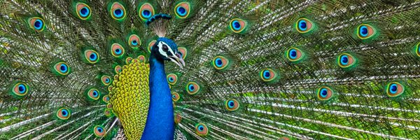 Navin Profile Banner