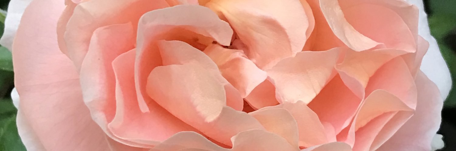 🌹rosesuk's banner