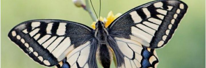 rosimarramos22's profile banner image