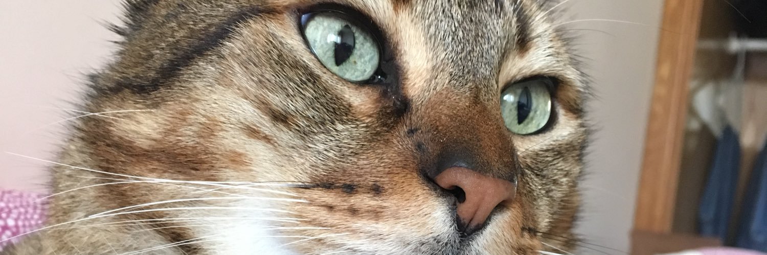TomeAnouk's profile banner image