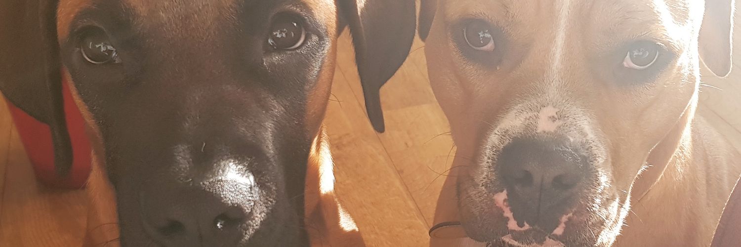 leaaCastle's profile banner image