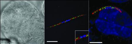 Scott E. Lindner @LindnerLab@sciencemastodon.com banner