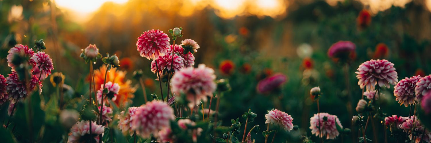 originflowersni's profile banner image