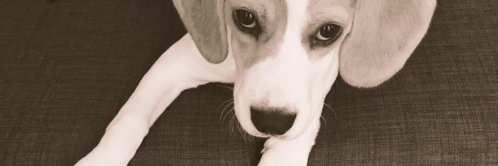 tilda_beagle's profile banner image