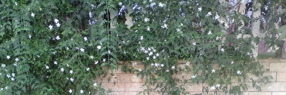 missclever's profile banner image