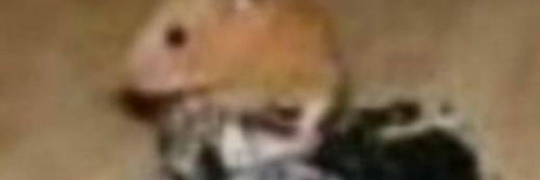 brckfrc's profile banner image