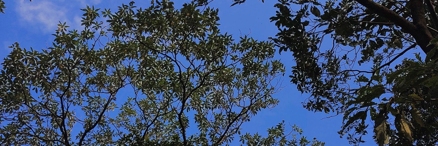 mafe_viras's profile banner image
