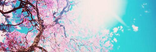cheleselvey's profile banner image