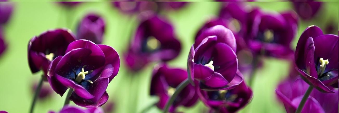 Lilian Nijboer banner